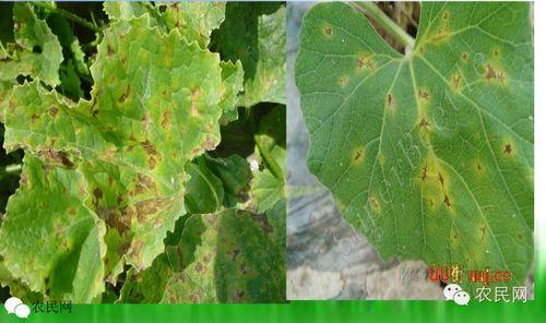 热门大瓜整理,热门大瓜盘点，揭秘明星幕后真相