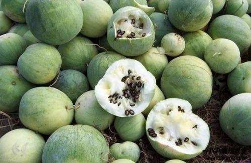 华人在线吃瓜黑,吃瓜黑生成现象解析