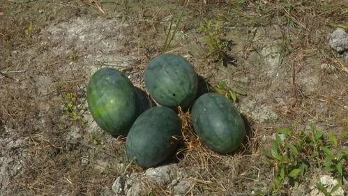 今日闲情种瓜得瓜,体验田园生活的收获喜悦