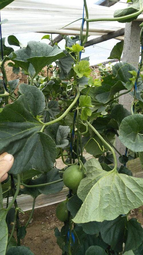 今日大沙河吊瓜行情如何,丰收季喜讯连连