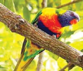 鹦鹉明星网红叫什么,鸟语声声传佳音