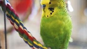 鹦鹉明星网红叫什么,鸟语声声传佳音