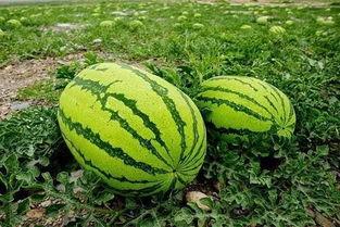 宁夏今日茭瓜价格表