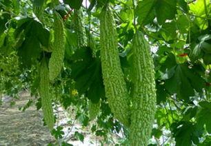 最近什么瓜比较热门