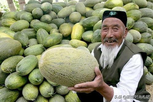 哈密瓜今日收购单价,单价行情一览