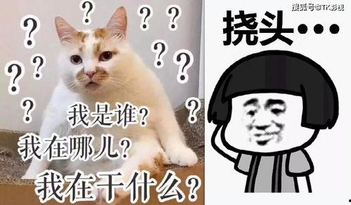 娱乐圈吃瓜爆料的小说小香猪推荐,小香猪带你揭秘幕后真相