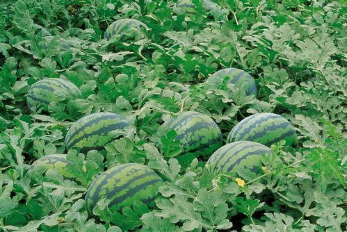 五一今日吃瓜-唐山花店,花团锦簇迎五一，浪漫氛围浓情满园