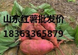 今日2017年地瓜价格,价格波动与供需分析