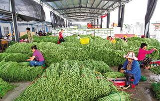 今日三亚瓜菜产量,助力乡村振兴新篇章