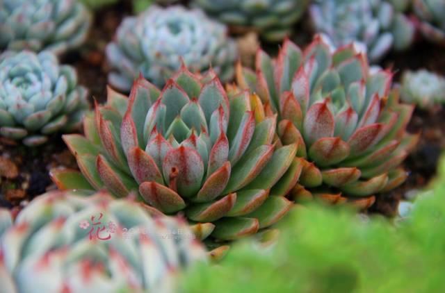 多肉小野猫黑瓜吃料网,多肉小野猫的食趣之旅