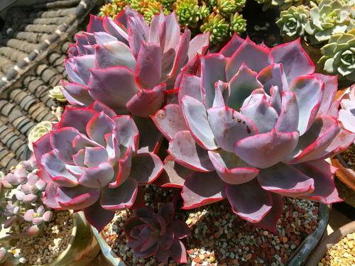 多肉小野猫黑瓜吃料网,多肉小野猫的食趣之旅