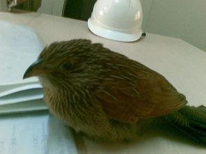 什么鸟会吃黄足黑守瓜