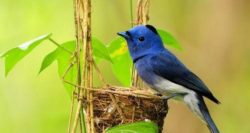 什么鸟会吃黄足黑守瓜