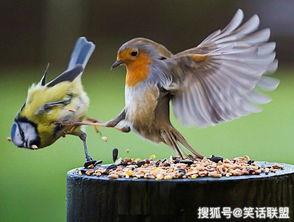 什么鸟会吃黄足黑守瓜